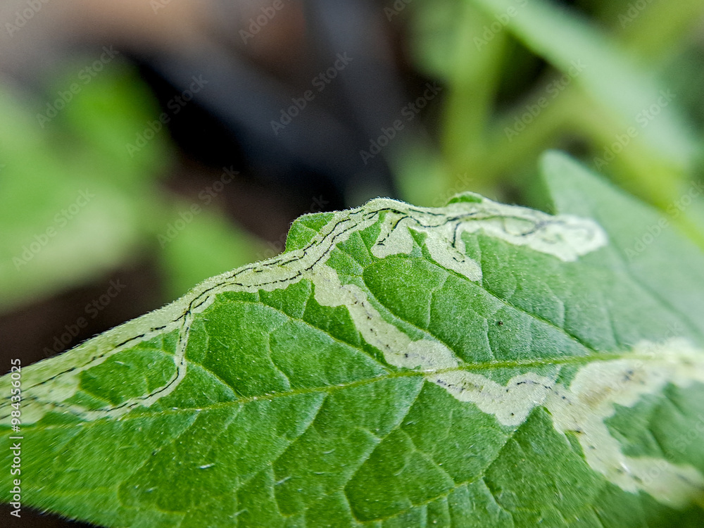 macro shot of a tomato plant leaf damaged by a leaf miner insect. The leaf shows distinctive white trails and a small larva. macro shot of a tomato plant leaf damaged by a leaf miner insect. The leaf shows distinctive white trails and a small larva.