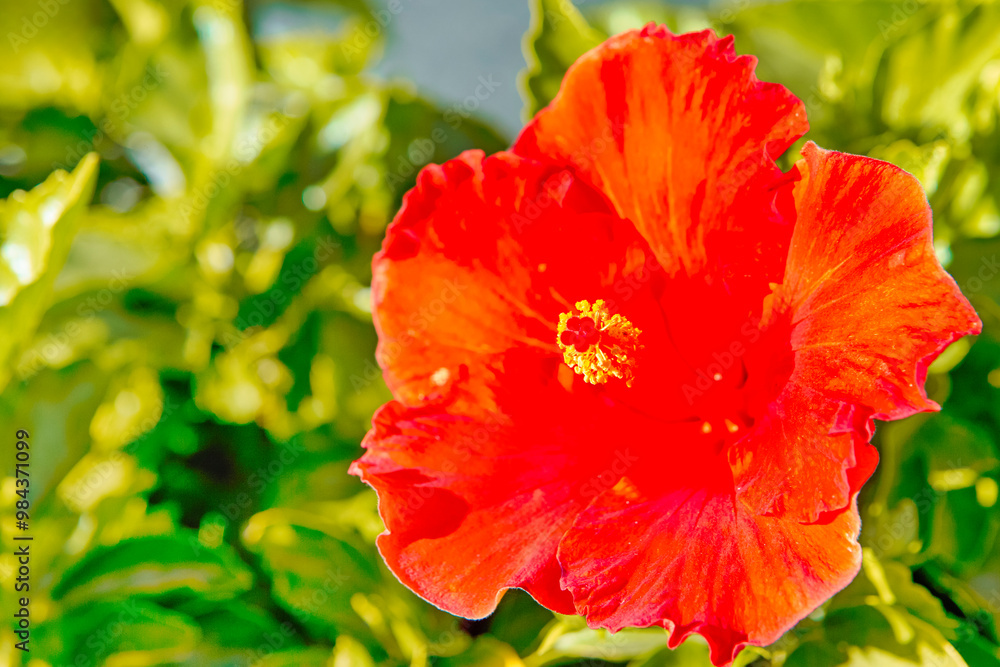 Grand Canaria Travel Ideas. Closeup View of Blossom of Red Hibiscus Flower on Gran Canaria on The Canary Islands in Spain Grand Canaria Travel Ideas. Closeup View of Blossom of Red Hibiscus Flower on Gran Canaria on The Canary Islands in Spain