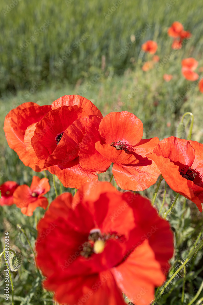 a large number of red poppies in the green grass a large number of red poppies in the green grass