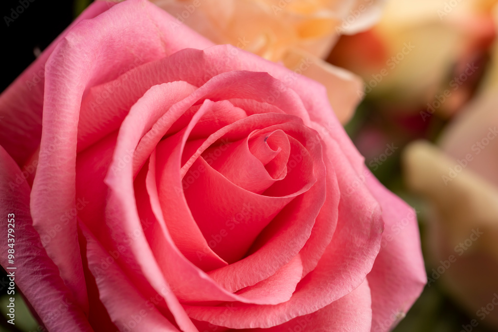 bouquet of roses of different colors close-up