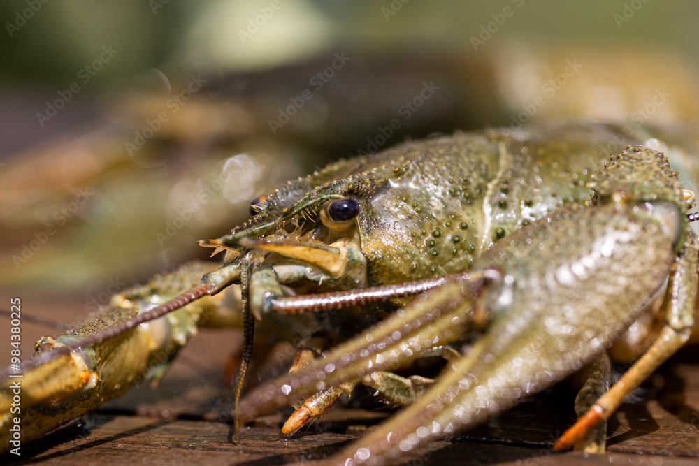 live river crayfish on a wooden table at a picnic live river crayfish on a wooden table at a picnic