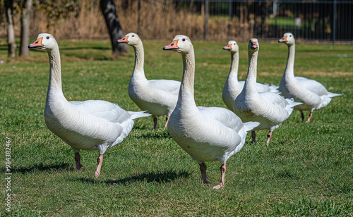 Big white Geese walk on the grass on a sunny day and eat worms