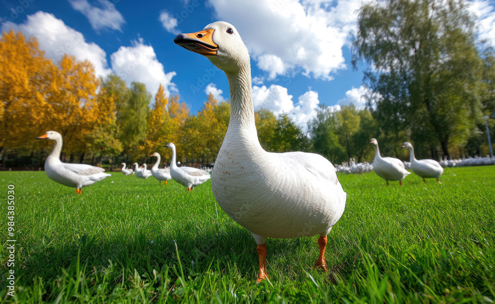 Big white Geese walk on the grass on a sunny day and eat worms Big white Geese walk on the grass on a sunny day and eat worms