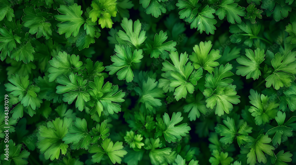 Green background of young shoots of parsley. Top view. Green background of young shoots of parsley. Top view.