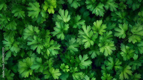 Green background of young shoots of parsley. Top view.