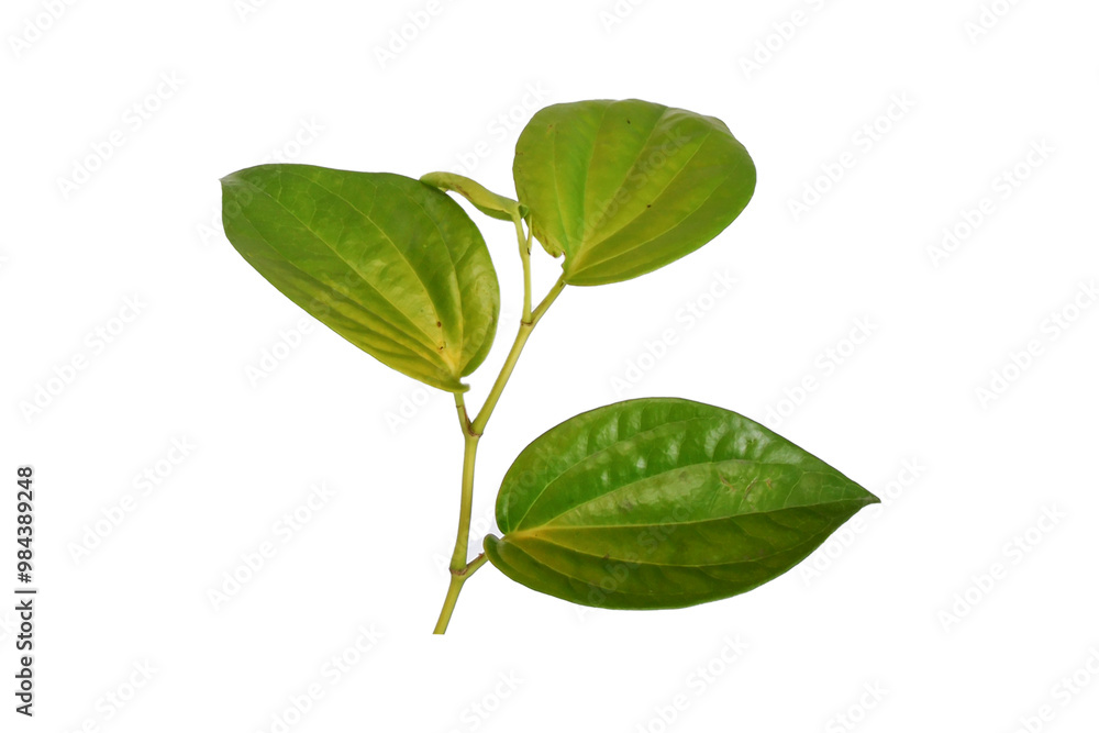 Green betel leaves Green betel leaves