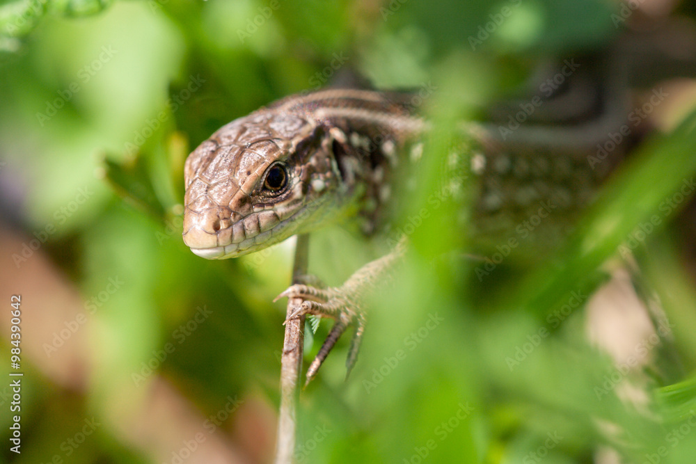 Fototapeta premium Close up view of a brown lizard on the ground. A small lizard looking at camera