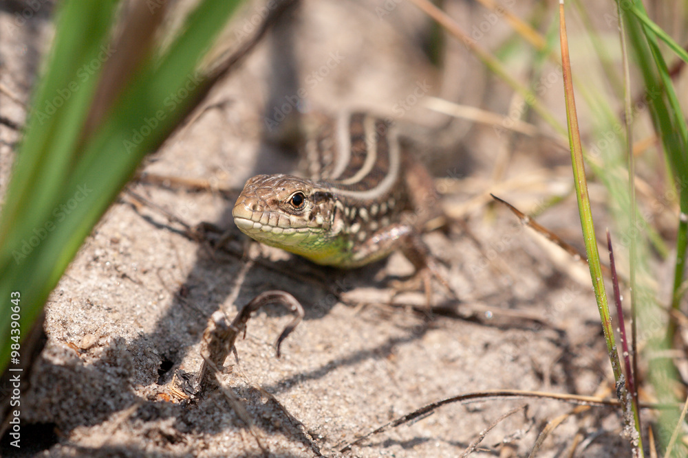 Naklejka premium Close up view of a brown lizard on the ground. A small lizard looking at camera