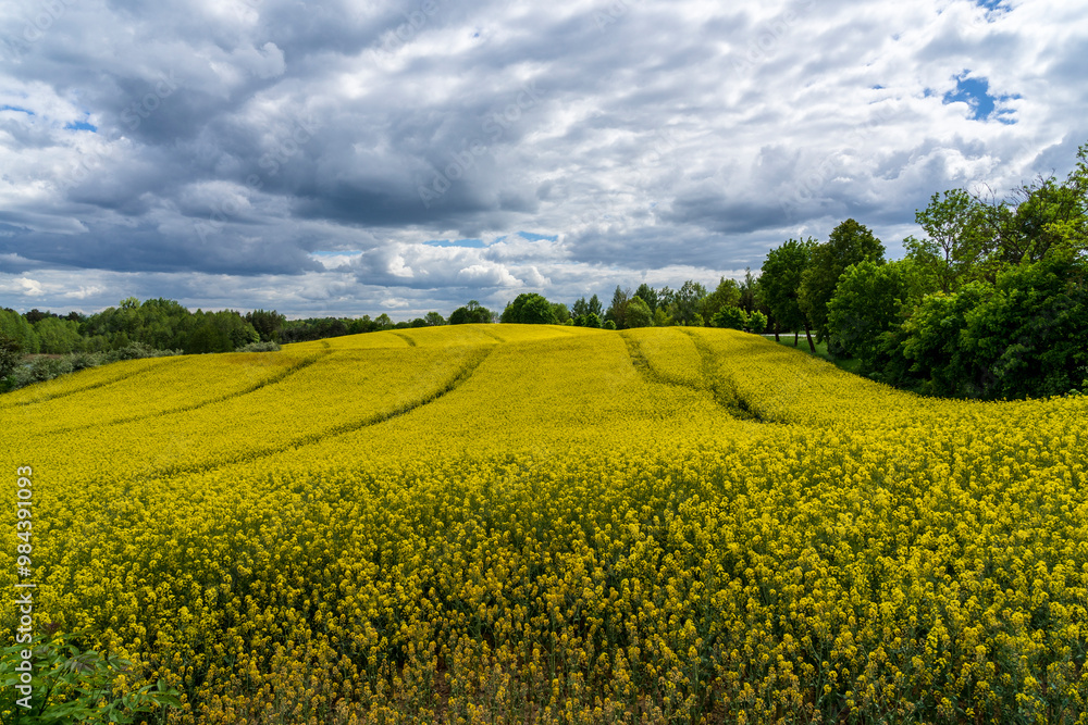 Field yellow rapeseed (Brassica napus). Warmia and Masuria region. Field yellow rapeseed (Brassica napus). Warmia and Masuria region.