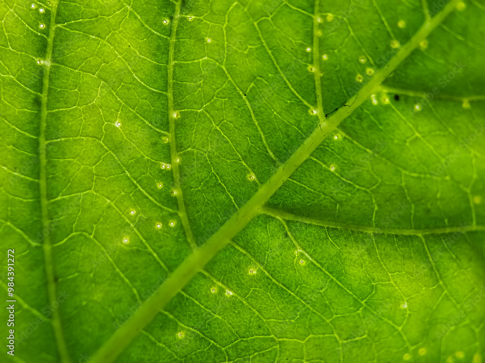 Background texture green leaf structure macro photography