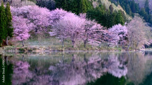 中綱湖の桜 photo