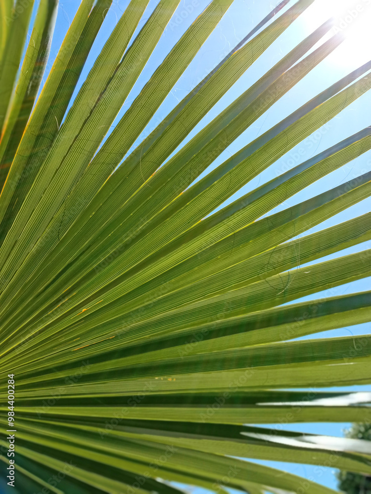 Palm tree leaves against the sky close-up