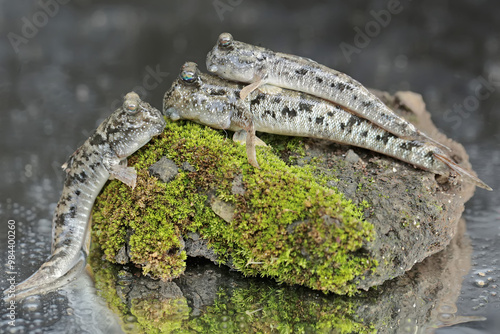 Three barred mudskippers are resting. This fish, which is mostly done in the mud, has the scientific name Periophthalmus argentilineatus. photo