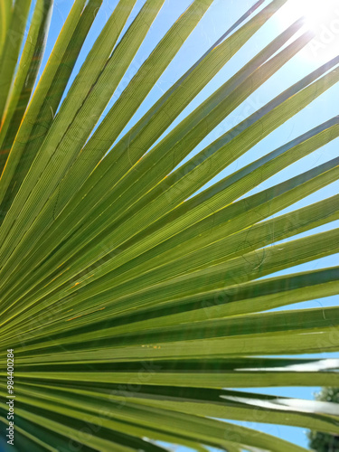 Obraz na płótnie Palm tree leaves against the sky close-up w salonie