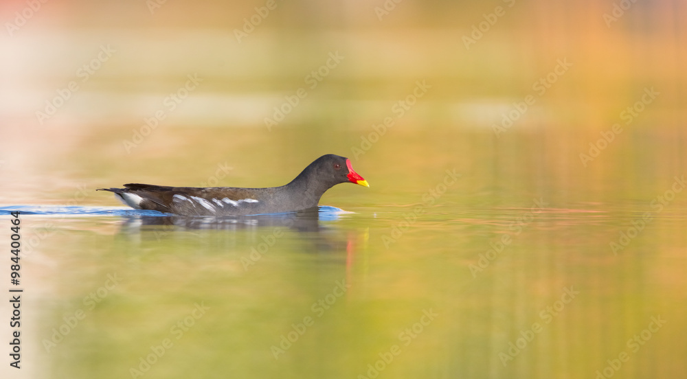 The common moorhen - adult bird in spring The common moorhen - adult bird in spring