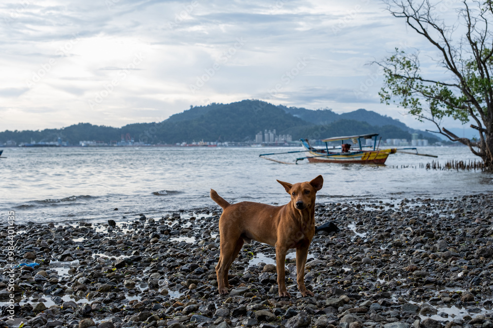 Brown Dog Standing on a Rocky Beach with a Boat and City Skyline in the Background Brown Dog Standing on a Rocky Beach with a Boat and City Skyline in the Background