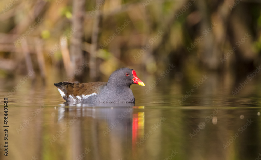 The common moorhen - adult bird in spring The common moorhen - adult bird in spring