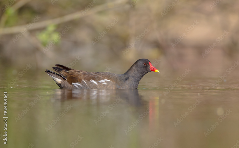 The common moorhen - adult bird in spring The common moorhen - adult bird in spring