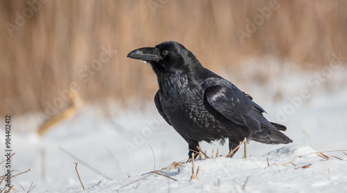 Common Raven - in winter at a wet forest