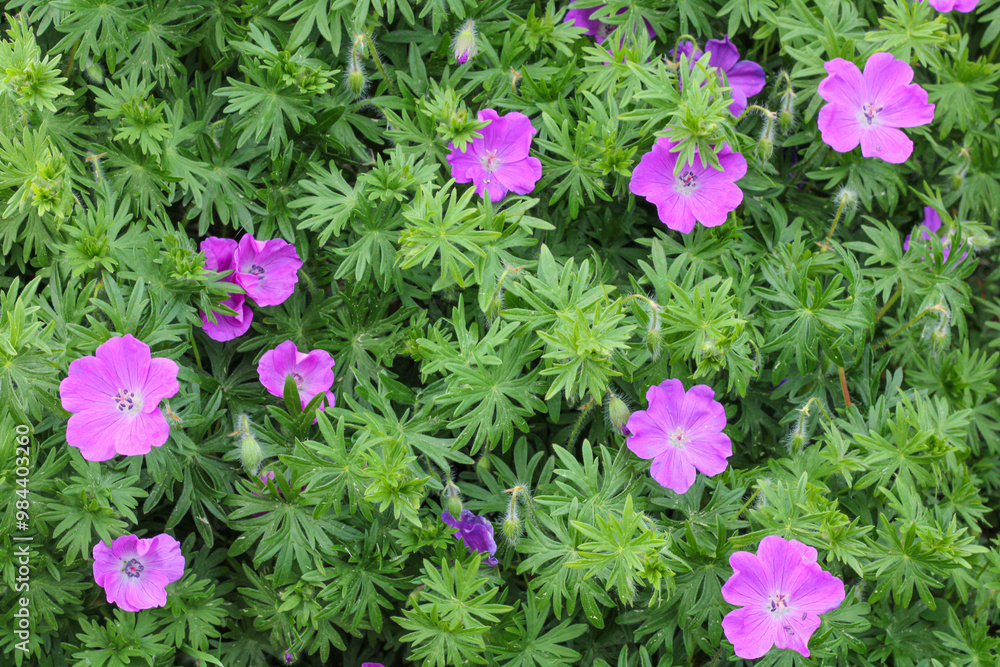 A vibrant bunch of purple flowers is surrounded by green leaves A vibrant bunch of purple flowers is surrounded by green leaves