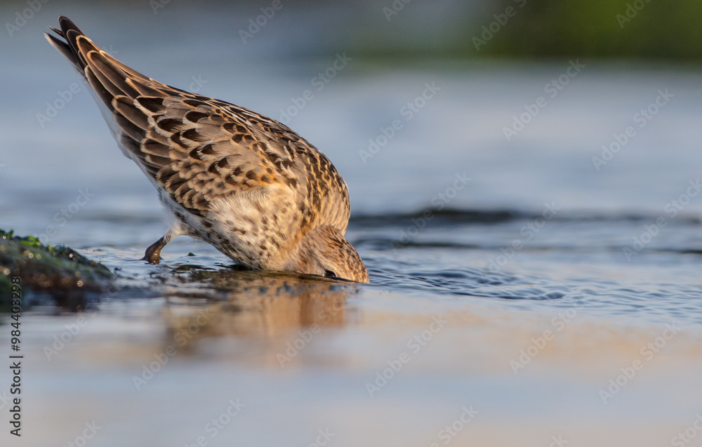 Fototapeta premium Dunlin - at a seashore on the autumn migration way
