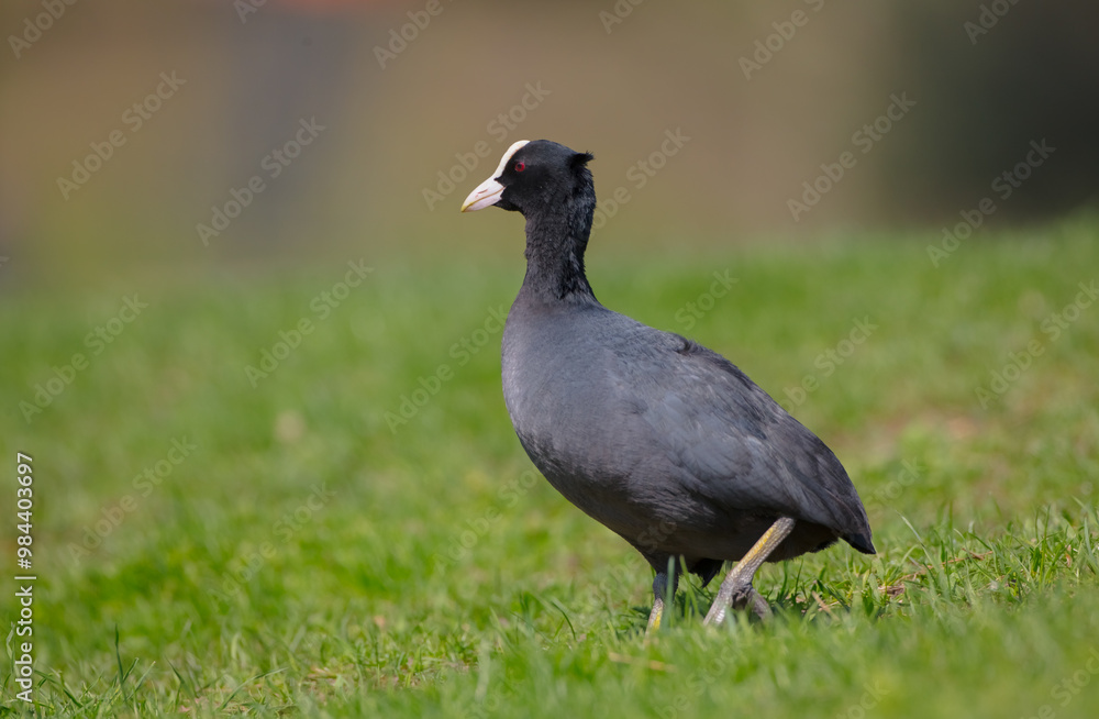 Eurasian coot - adult bird in spring Eurasian coot - adult bird in spring