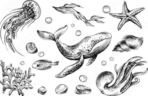 Octopus, whale, jellyfish, turtle, shells, starfish, fish, bubbles, other sea animals. Graphic illustration hand drawn in black ink. Set of isolated objects EPS vector.