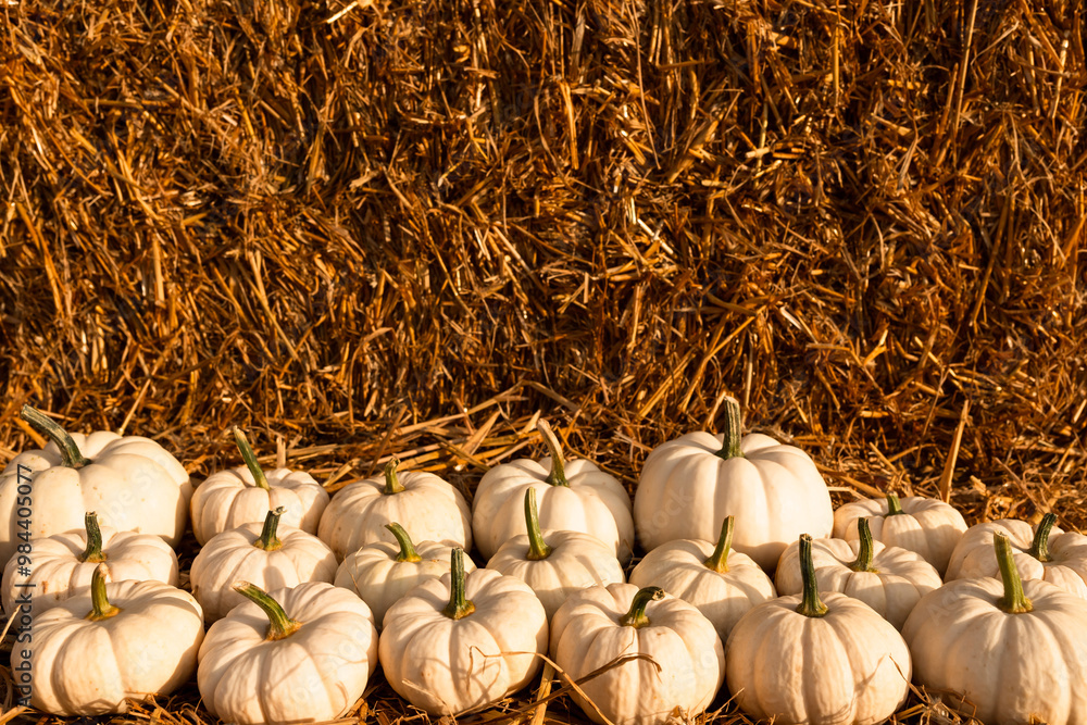 autumn harvest with organic decorative pumpkins, squash and gourds for thanksgiving and fall agriculture season. background for Halloween or thanksgiving Holiday season decoration copy space autumn harvest with organic decorative pumpkins, squash and gourds for thanksgiving and fall agriculture season. background for Halloween or thanksgiving Holiday season decoration copy space