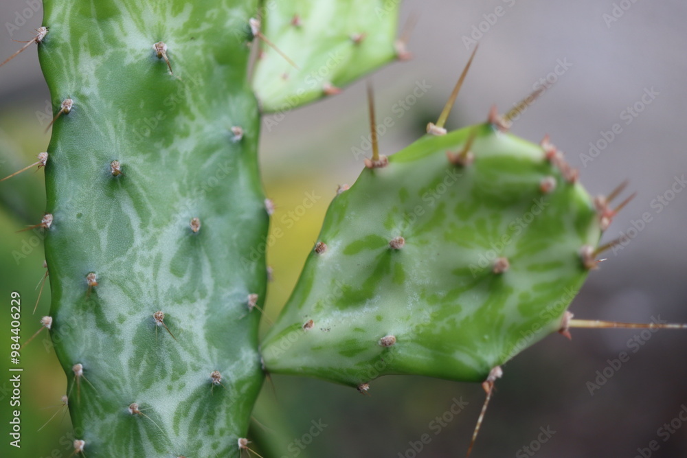Opuntia jamaicensis variegata Ghost kaktus opuncja Opuntia jamaicensis variegata Ghost kaktus opuncja