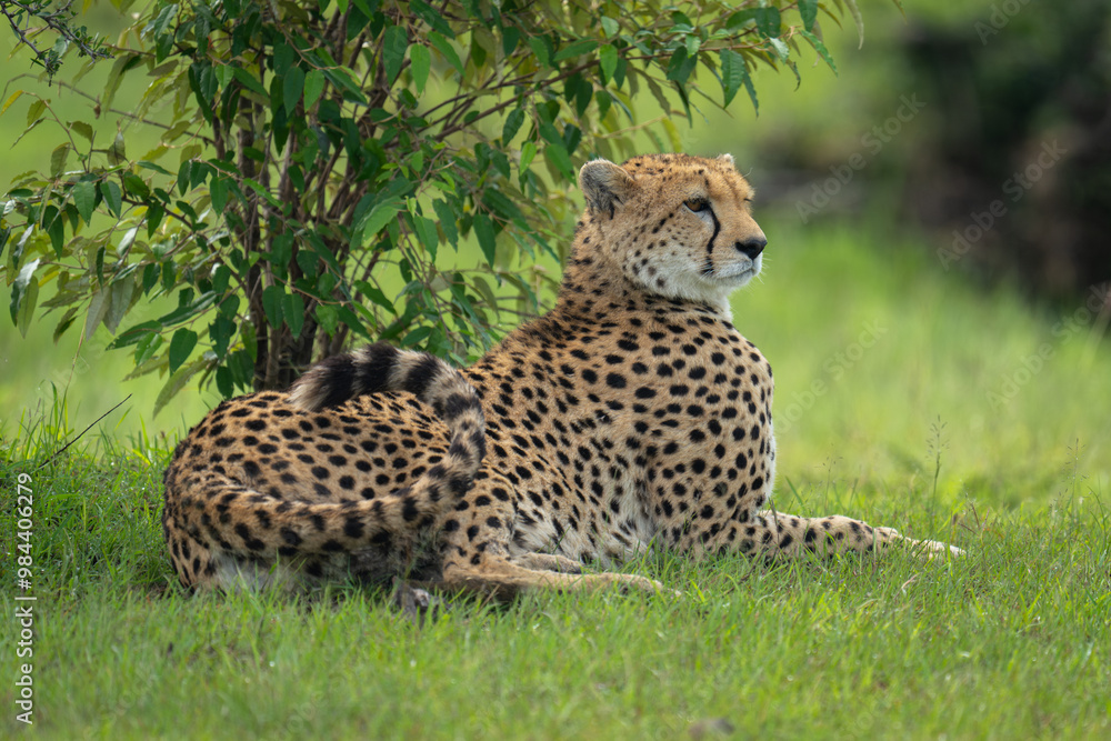 Female cheetah lies under bush curling tail Female cheetah lies under bush curling tail