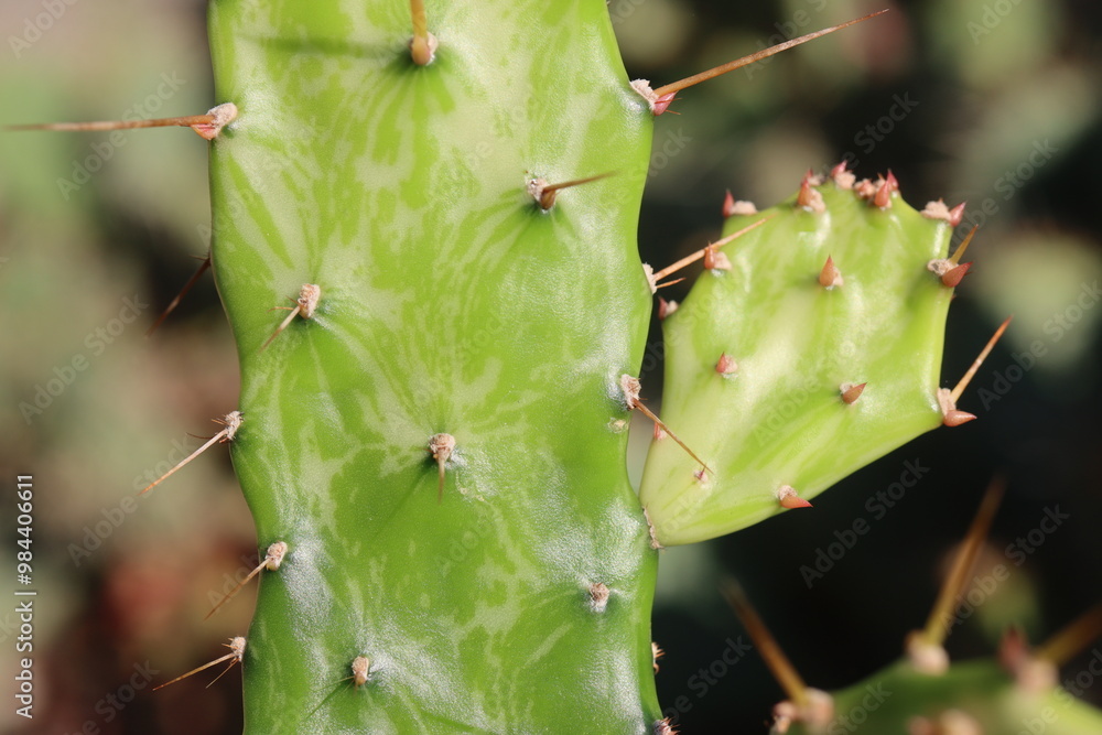 Opuntia jamaicensis variegata Ghost kaktus opuncja Opuntia jamaicensis variegata Ghost kaktus opuncja