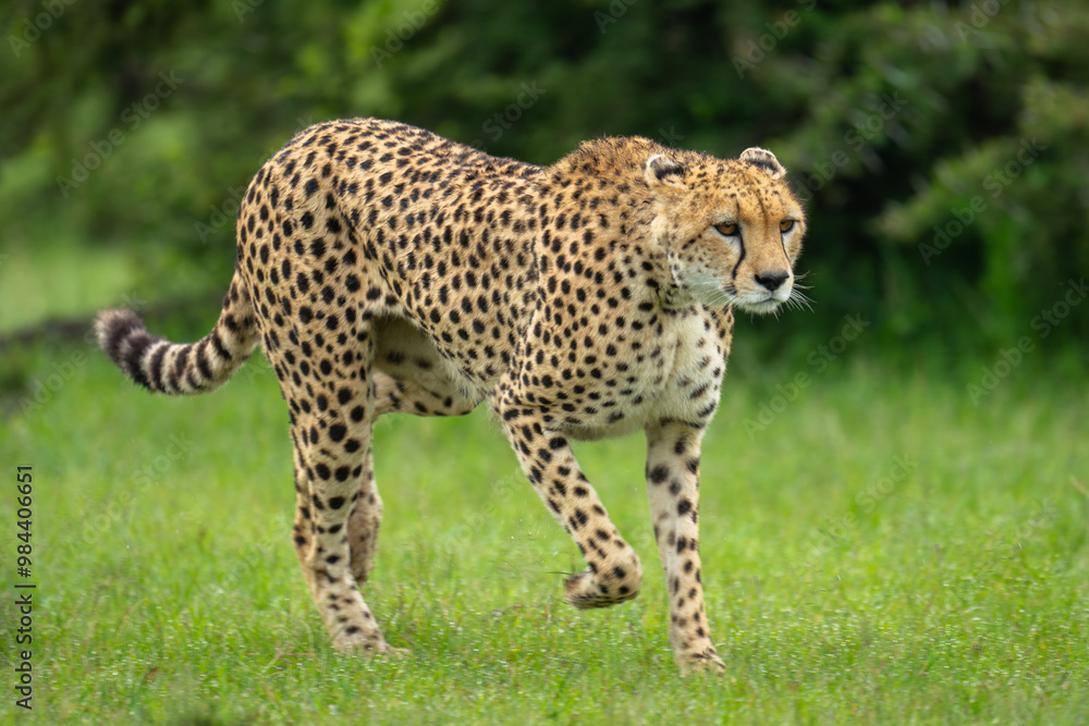 Female cheetah crosses short grass lifting paw Female cheetah crosses short grass lifting paw