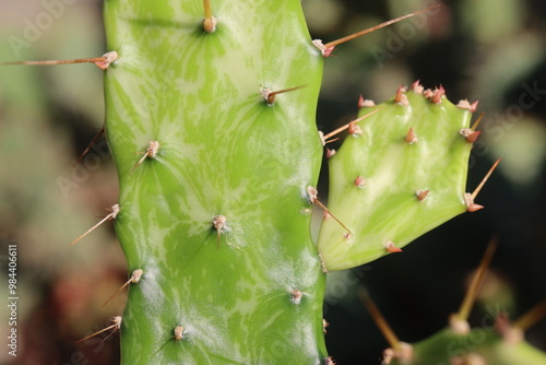 Opuntia jamaicensis variegata Ghost kaktus opuncja