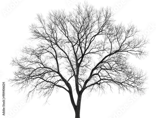 Bare tree branches, isolated on white, showing intricate details and silhouette of leafless limbs. PNG transparent.