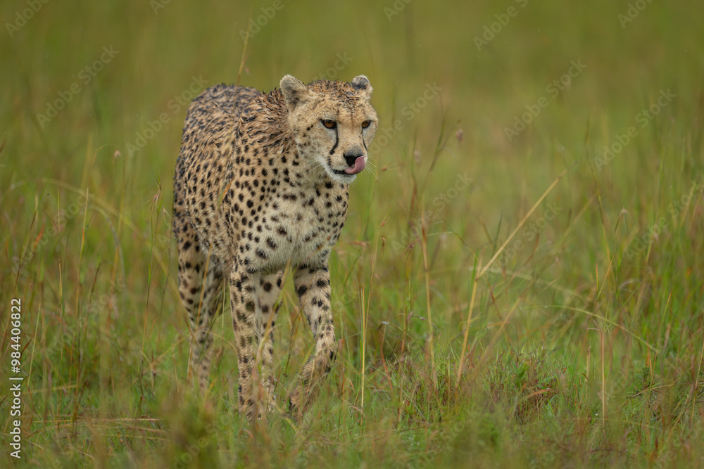 Female cheetah crosses long grass licking lips Female cheetah crosses long grass licking lips