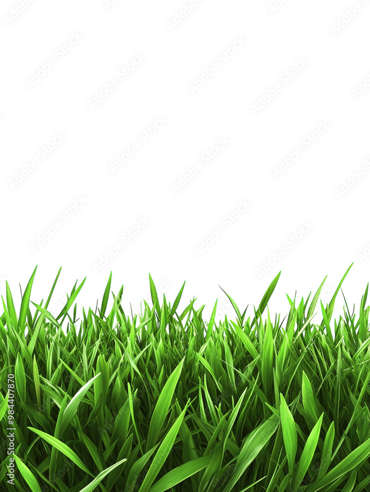Fresh green grass along the bottom edge, isolated on a white background. PNG transparent. Fresh green grass along the bottom edge, isolated on a white background. PNG transparent.