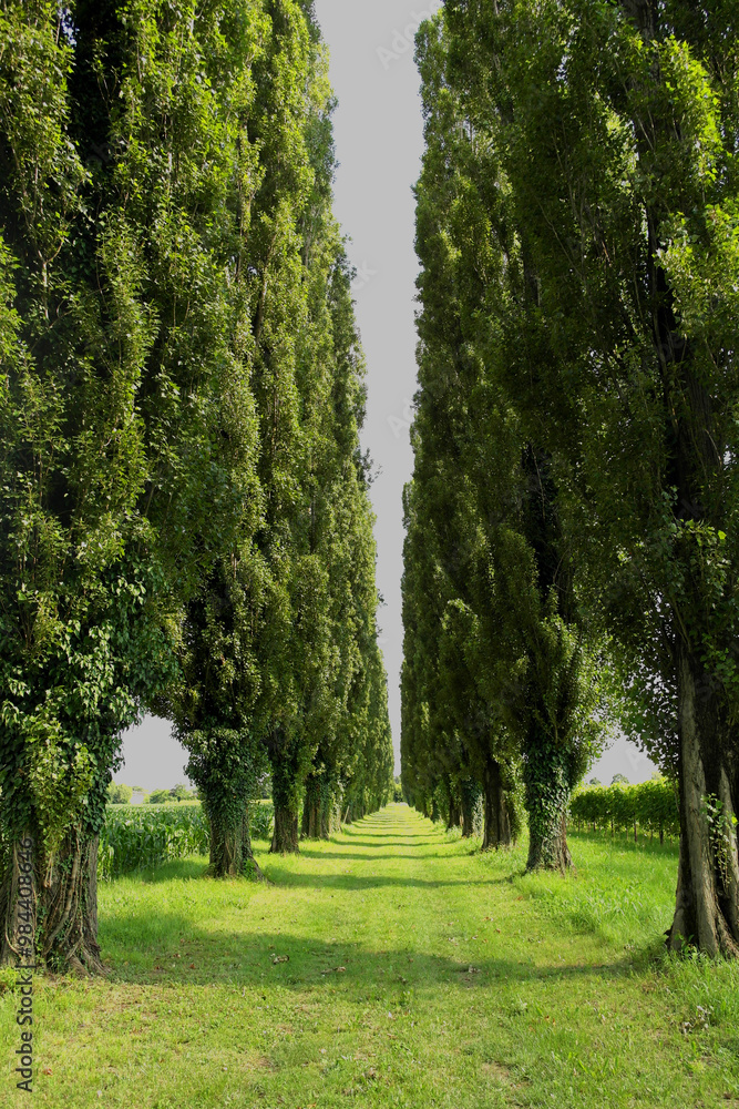 Obraz premium Beautiful avenue with tall green cypress trees
