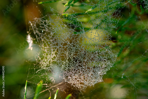 gossamer in the meadow at sunrise