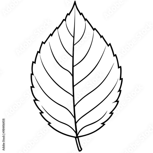 line art alder leaf vector flat art illustration on white background