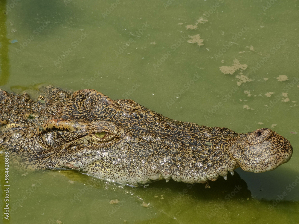 Alligator Lurking Low in Water, Waiting for Prey Alligator Lurking Low in Water, Waiting for Prey
