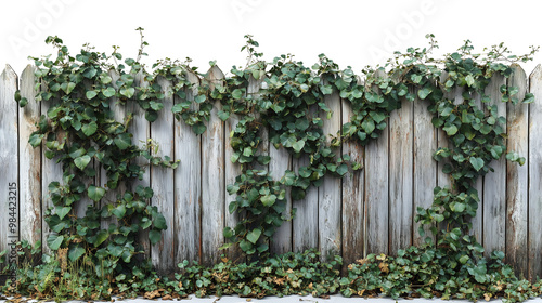 A classic wooden fence adorned with climbing vines on a PNG background. The fence features a rustic