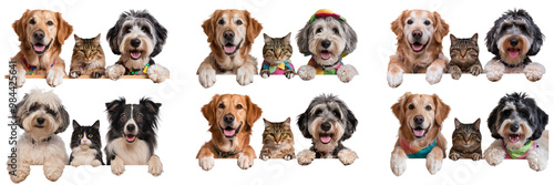 Cute Dogs and Cats in Panels on Transparent Background