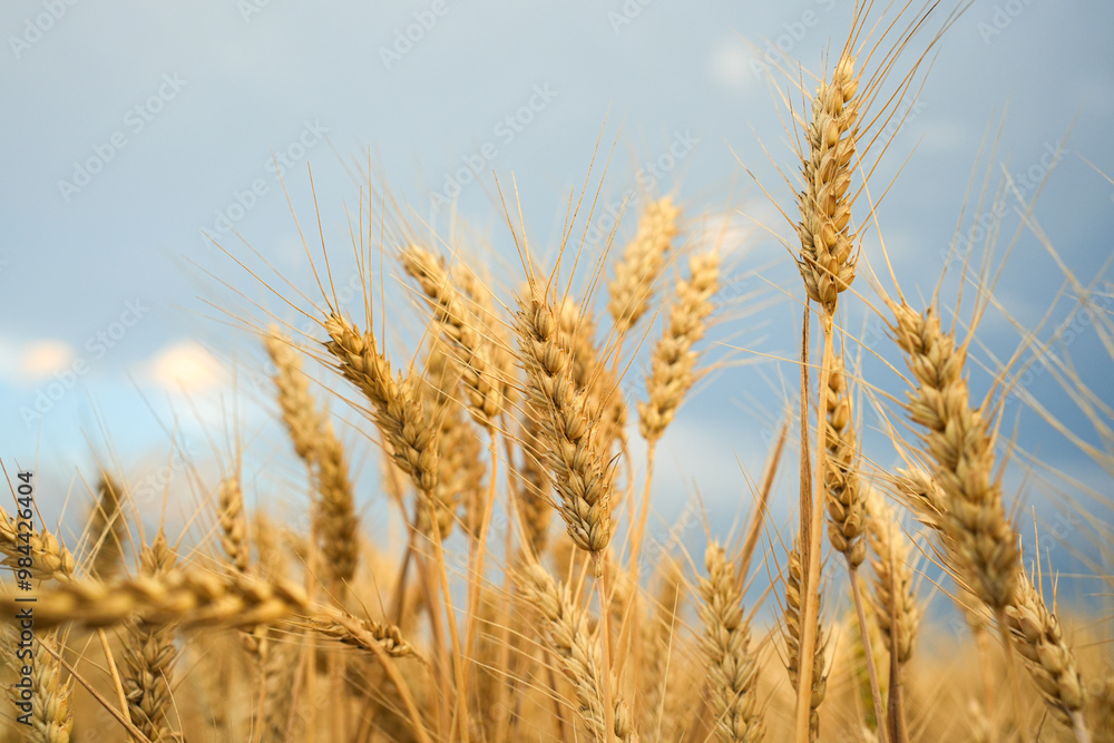 Summer wheat field ready for harvest. Summer wheat field ready for harvest.