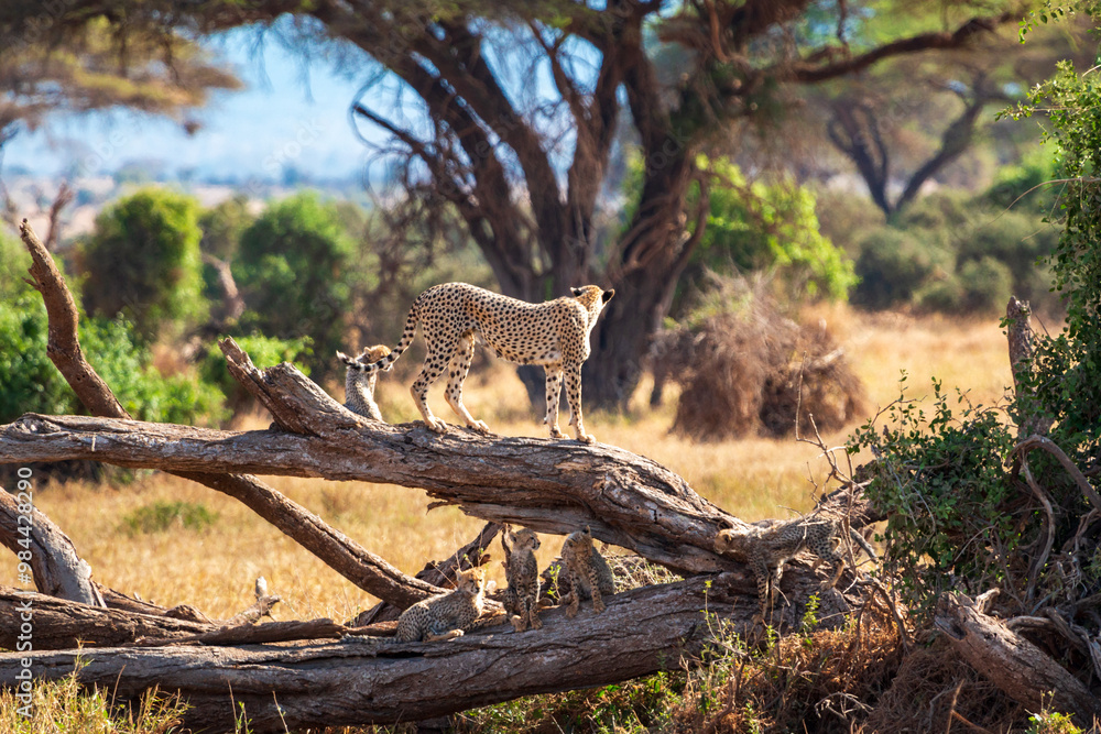 Cheetah Standing on Fallen Tree in Amboseli National Park, Kenya – Wildlife Photography in African Savanna Landscape Cheetah Standing on Fallen Tree in Amboseli National Park, Kenya – Wildlife Photography in African Savanna Landscape