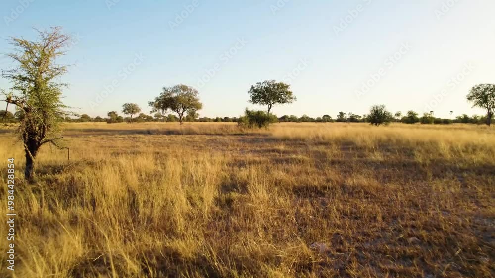 Wild animal in Hwange National Park in Zimbabwe Wild animal in Hwange National Park in Zimbabwe