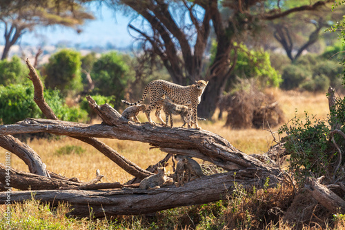 Canvas Print Cheetah Standing on Fallen Tree in Amboseli National Park, Kenya – Wildlife Phot