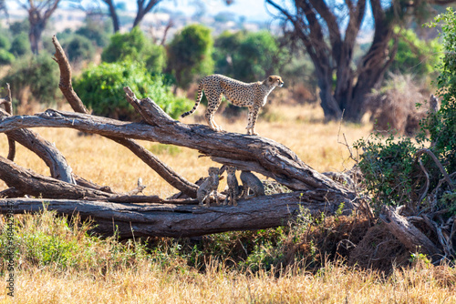 Photography Cheetah Standing on Fallen Tree in Amboseli National Park, Kenya – Wildlife Phot