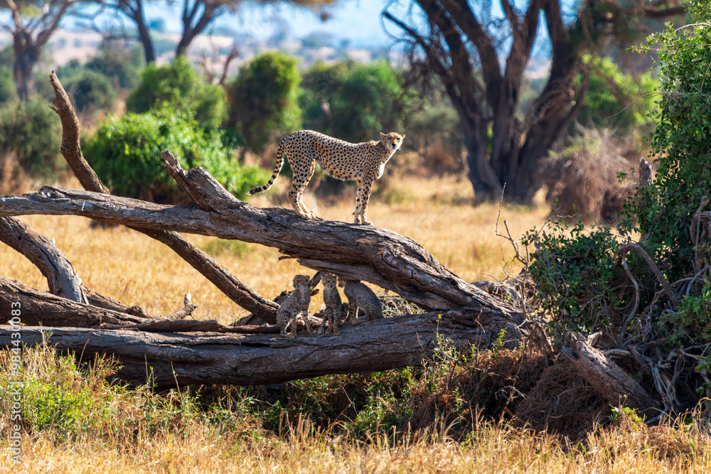 Cheetah Standing on Fallen Tree in Amboseli National Park, Kenya – Wildlife Photography in African Savanna Landscape Cheetah Standing on Fallen Tree in Amboseli National Park, Kenya – Wildlife Photography in African Savanna Landscape