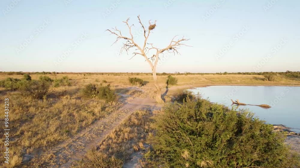 Wild animal in Hwange National Park in Zimbabwe Wild animal in Hwange National Park in Zimbabwe