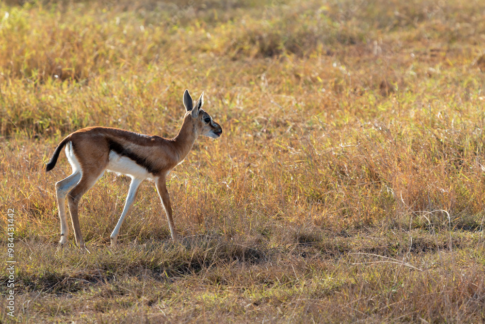 Young Thomson's Gazelle Grazing in the Grasslands of Amboseli National Park, Kenya – African Wildlife in Natural Habitat Young Thomson's Gazelle Grazing in the Grasslands of Amboseli National Park, Kenya – African Wildlife in Natural Habitat